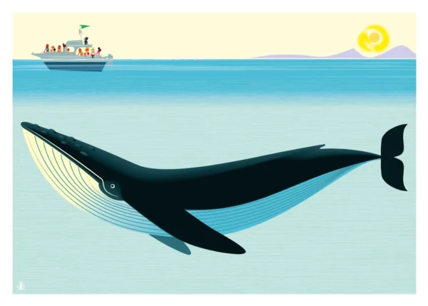 426-baleine Dessin pour chambre d'enfant, faune méditerranée, Affiche, Tirage Art, Digigraphie, Illustration, œuvre, Poster, Fine Art, Design. Monsieur Z