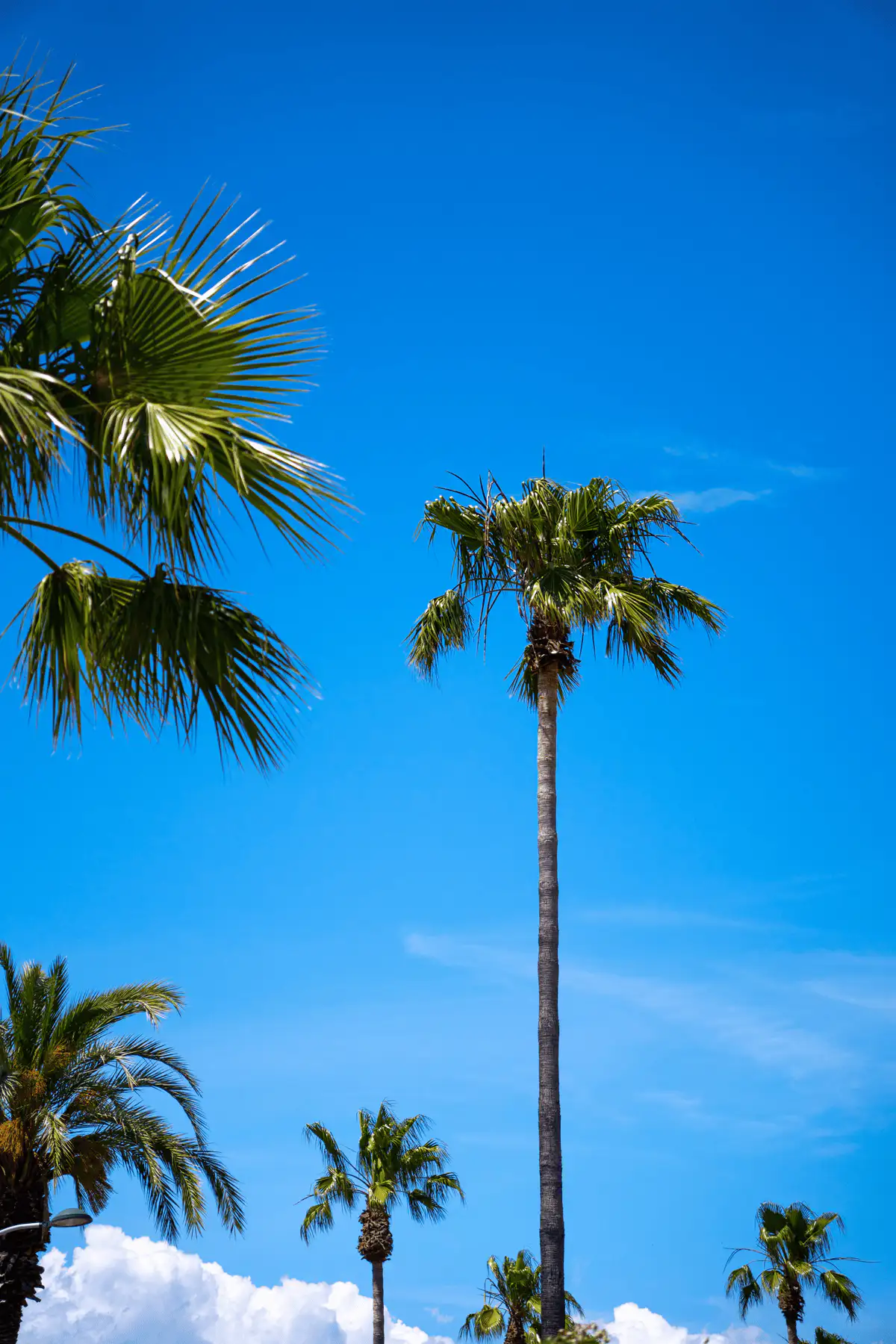 Hyères les palmiers, Photo palmier, Vacances